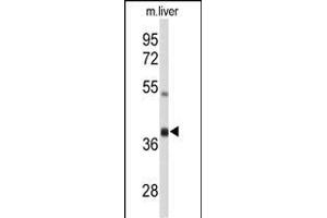Western blot analysis of AIFM2 Antibody (C-term) (ABIN650623 and ABIN2846510) in mouse liver tissue lysates (35 μg/lane). (AIFM2 antibody  (C-Term))