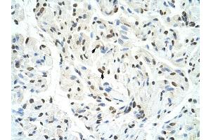 SFPQ antibody was used for immunohistochemistry at a concentration of 4-8 ug/ml to stain Skeletal muscle cells (arrows) in Human Muscle. (SFPQ antibody)