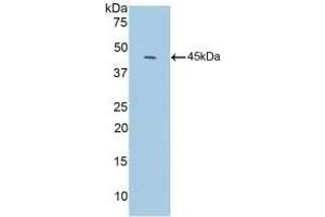 Detection of Recombinant C3c, Mouse using Polyclonal Antibody to Complement C3 Convertase (C3 Convertase) (Complement C3 Convertase antibody)