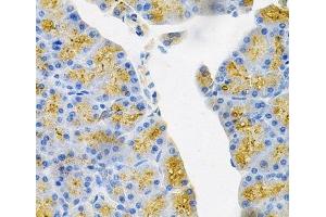 Immunohistochemistry of paraffin-embedded Mouse pancreas using EDN3 Polyclonal Antibody at dilution of 1:100 (40x lens). (Endothelin 3 antibody)