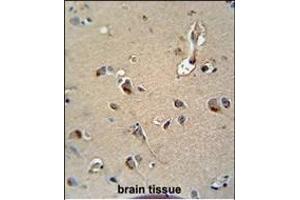 Z Antibody (C-term) (ABIN652562 and ABIN2842378) immunohistochemistry analysis in formalin fixed and paraffin embedded human brain tissue followed by peroxidase conjugation of the secondary antibody and DAB staining. (MPZ antibody  (C-Term))
