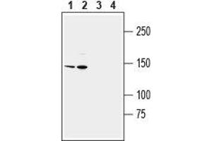 Western blot analysis of human THP-1 monocytic leukemia cell line lysate (lanes 1 and 3) and human HL-60 promyelocytic leukemia cell line lysate (lanes 2 and 4): - 1, 2. (TRPM2 antibody  (3rd Extracellular Loop))