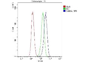 Flow Cytometry analysis of A431 cells using anti-Rab5/RAB5A antibody (ABIN6719366). (RAB5 antibody  (C-Term))