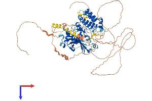 AlphaFold protein structure predicition of Human Recombinant HUNK Protein, UniprotID P57058 (HUNK Protein (AA 1-714) (His tag))