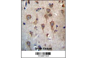 GPHB5 Antibody immunohistochemistry analysis in formalin fixed and paraffin embedded human brain tissue followed by peroxidase conjugation of the secondary antibody and DAB staining. (GPHB5 antibody  (C-Term))