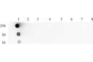 Histone H4K5ac antibody (pAb) tested by dot blot analysis.