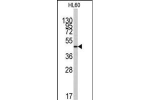 Western blot analysis of anti-ZIC3 Antibody (N-term) (ABIN389243 and ABIN2839388) in HL60 cell line lysates (35 μg/lane). (ZIC3 antibody  (N-Term))