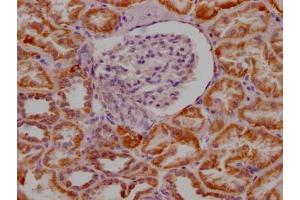 IHC image of ABIN7127627 diluted at 1:100 and staining in paraffin-embedded human kidney tissue performed on a Leica BondTM system.
