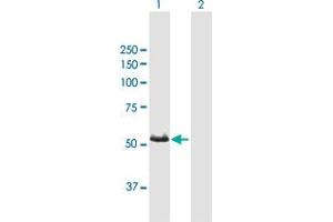 Western Blot analysis of CYP3A7 expression in transfected 293T cell line by CYP3A7 MaxPab polyclonal antibody. (CYP3A7 antibody  (AA 1-503))
