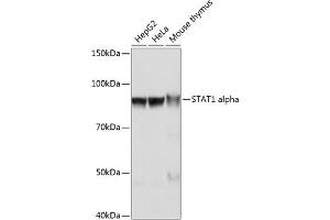 Western blot analysis of extracts of various cell lines, using ST antibody (ABIN7270303) at 1:1000 dilution. (STAT1 antibody)