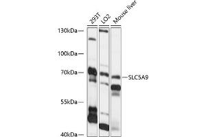 Western blot analysis of extracts of various cell lines, using SLC5 antibody (ABIN7270470) at 1:1000 dilution. (SLC5A9 antibody  (AA 230-320))