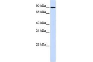 Image no. 1 for anti-Discs, Large Homolog 3 (DLG3) (AA 648-697) antibody (ABIN6743195) (DLG3 antibody  (AA 648-697))