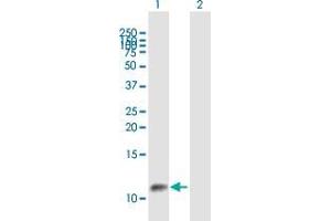 Western Blot analysis of GTF2A2 expression in transfected 293T cell line by GTF2A2 MaxPab polyclonal antibody.
