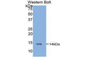 Western Blotting (WB) image for anti-Family with Sequence Similarity 19 (Chemokine (C-C Motif)-Like), Member A3 (FAM19A3) (AA 44-130) antibody (ABIN1858794) (FAM19A3 antibody  (AA 44-130))