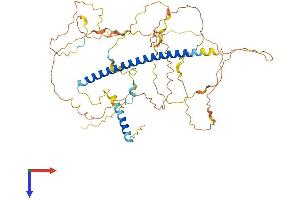Shugoshin Protein (AA 1-517) (His tag)