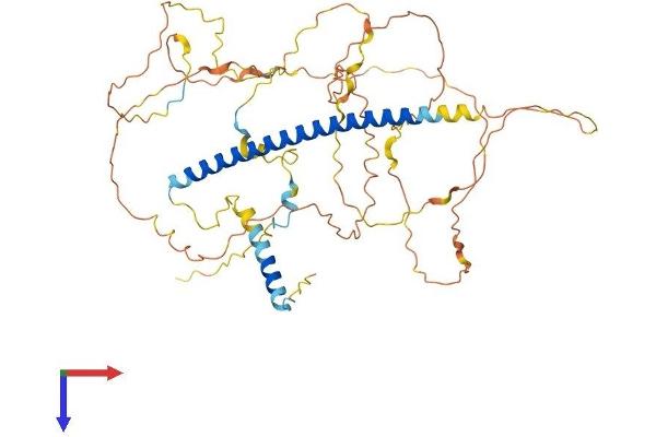 Shugoshin Protein (AA 1-517) (His tag)