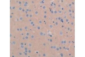 IHC-P analysis of Mouse Tissue, with DAB staining. (ICAM5 antibody  (AA 164-441))
