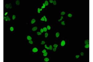 Immunofluorescence (IF) image for anti-Histone Cluster 1, H3a (HIST1H3A) (H3K14ac) antibody (ABIN7127268)