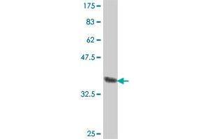 Western Blot detection against Immunogen (37. (HAPLN4 antibody  (AA 30-134))