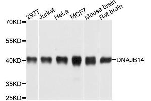 Western blot analysis of extracts of various cells, using DNAJB14 antibody.