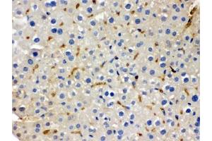IHC testing of FFPE mouse liver with BMP5 antibody. (BMP5 antibody)