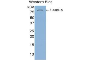 Detection of Recombinant TGM2, Human using Polyclonal Antibody to Transglutaminase 2 (TGM2) (Transglutaminase 2 antibody  (AA 1-687))