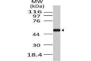 Image no. 1 for anti-Autophagy related 4B Cysteine Peptidase (ATG4B) (AA 1-300) antibody (ABIN5027032) (ATG4B antibody  (AA 1-300))