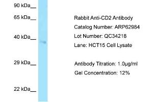 Western Blotting (WB) image for anti-CD2 (CD2) (C-Term) antibody (ABIN2789321) (CD2 antibody  (C-Term))