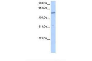 Image no. 1 for anti-Collagen, Type XXVI, alpha 1 (COL26A1) (AA 331-380) antibody (ABIN6739369) (Collagen, Type XXVI, alpha 1 (COL26A1) (AA 331-380) antibody)