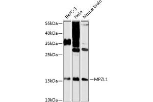 Western blot analysis of extracts of various cell lines, using MPZL1 antibody (ABIN6130846, ABIN6143978, ABIN6143979 and ABIN6216906) at 1:3000 dilution.