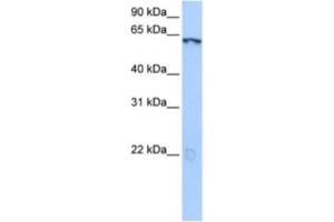 Western Blotting (WB) image for anti-Lin-9 Homolog (LIN9) antibody (ABIN2463376) (LIN9 antibody)
