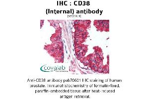 Image no. 1 for anti-CD38 (Internal Region) antibody (ABIN1732857) (CD38 antibody  (Internal Region))