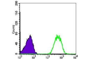 FC analysis of Jurkat cells using NME1 antibody (green) and negative control (purple). (NME1 antibody)