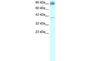 WB Suggested Anti-NFKB2 Antibody Titration:  0.