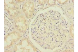 Immunohistochemistry of paraffin-embedded human kidney tissue using ABIN7159874 at dilution of 1:100