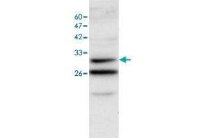 Western blot analysis of SW480 whole cell lystae with ANXA3 polyclonal antibody  at 1:500 dilution. (Annexin A3 antibody)
