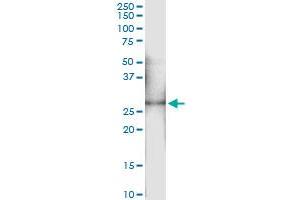 Immunoprecipitation of OSM transfected lysate using anti-OSM MaxPab rabbit polyclonal antibody and Protein A Magnetic Bead , and immunoblotted with OSM purified MaxPab mouse polyclonal antibody (B02P) . (Oncostatin M antibody  (AA 1-252))