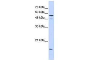 Image no. 1 for anti-Karyopherin alpha 2 (RAG Cohort 1, Importin alpha 1) (KPNA2) (AA 323-372) antibody (ABIN6741264) (KPNA2 antibody  (AA 323-372))