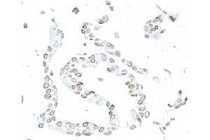 Immunocytochemistry (ICC) image for anti-Lamin B1 (LMNB1) (AA 450-500) antibody (ABIN7795810)