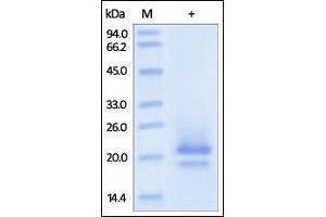 Human CD83, His Tag on SDS-PAGE under reducing (R) condition. (CD83 Protein (CD83) (AA 20-143) (His tag))