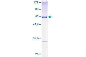 MRPL1 Protein (AA 1-303) (GST tag)