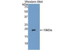 Western Blotting (WB) image for anti-TSC22 Domain Family, Member 3 (TSC22D3) (AA 1-134) antibody (ABIN1858671) (TSC22D3 antibody  (AA 1-134))