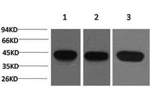 Western Blot analysis of 1) Hela, 2) 3T3, 3) Rat brain with ACTA2 Monoclonal Antibody. (Smooth Muscle Actin antibody)