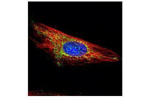 ICC/IF Image Confocal immunofluorescence analysis (Olympus FV10i) of methanol-fixed HeLa, using HXK I, antibody (Green) at 1:500 dilution. (Hexokinase 1 antibody)