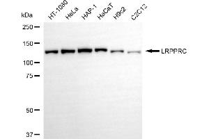 anti-Leucine-Rich PPR-Motif Containing (LRPPRC) antibody