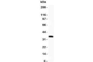 Western blot tesing of AFP antibody and recombinant human protein (0. (alpha Fetoprotein antibody  (AA 378-609))
