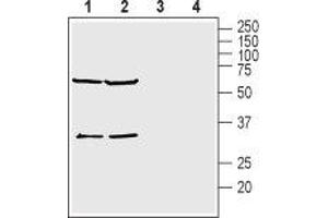 Potassium Channel Subfamily K Member 15 (KCNK15) peptide