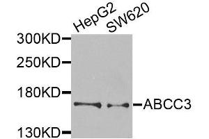 Western blot analysis of extracts of various cell lines, using ABCC3 antibody (ABIN6003581) at 1/1000 dilution. (ABCC3 antibody)