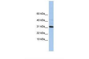 Image no. 1 for anti-Chromosome 9 Open Reading Frame 153 (C9orf153) (C-Term) antibody (ABIN6739432) (C9orf153 antibody  (C-Term))