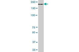 ZCCHC11 MaxPab polyclonal antibody. (ZCCHC11 antibody  (AA 1-309))
